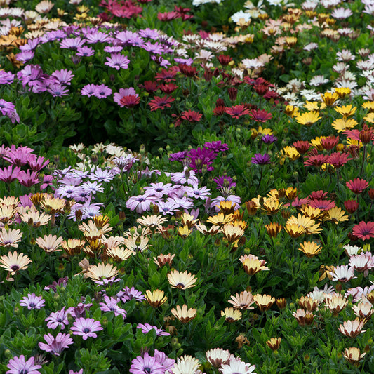 Osteospermum Mixed Flower Seeds