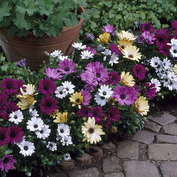 Osteospermum Mixed Flower Seeds
