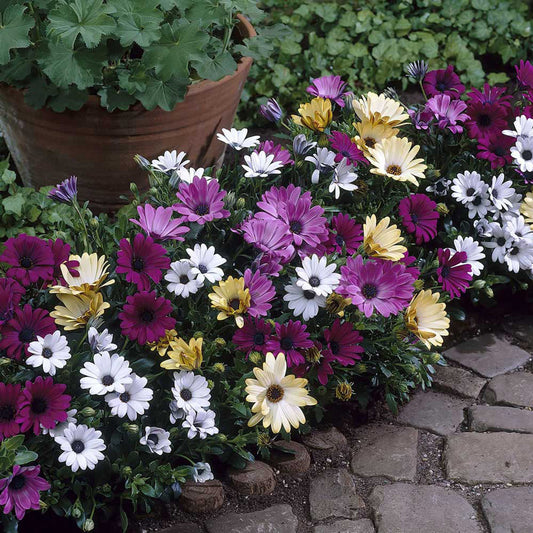Osteospermum Mixed Flower Seeds