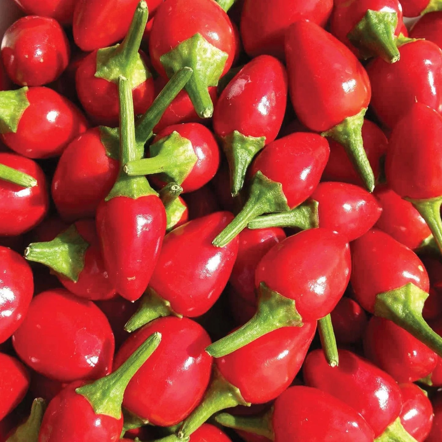 Hot Pepper Round Shaji Seeds Exotic Vegetable Seeds