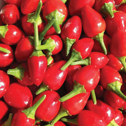 Hot Pepper Round Shaji Seeds Exotic Vegetable Seeds