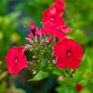 Phlox Beauty Red Winter Flower Seeds