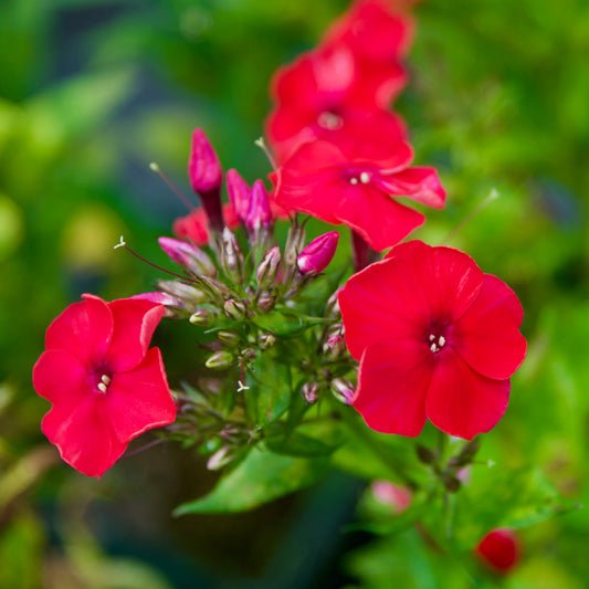 Phlox Beauty Red Winter Flower Seeds