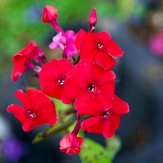 Phlox Beauty Red Winter Flower Seeds