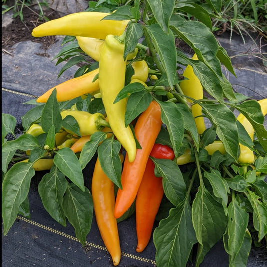Sweet Hungarian Wax Pepper Vegetable Seeds