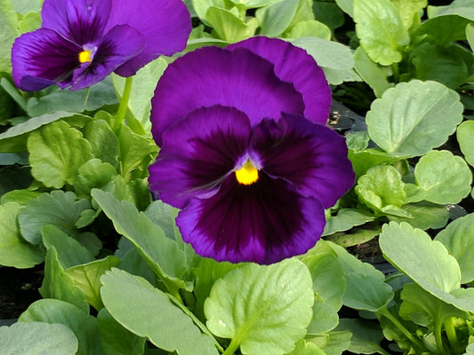 Pansy Blue Blotch Winter Flower Seeds
