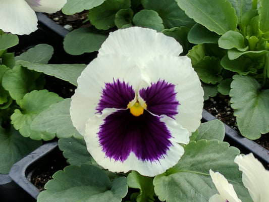Pansy White Blotch Winter Flower Seeds