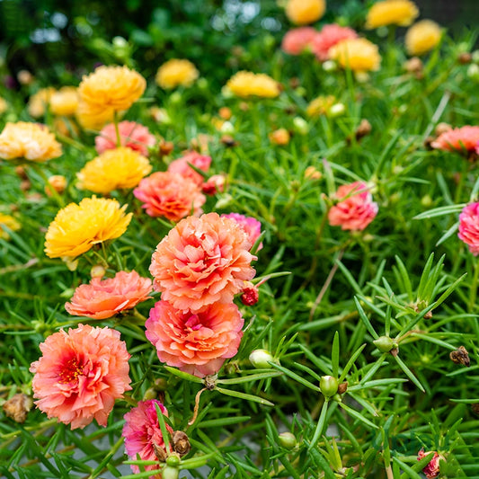 Portulaca F1 Mixed Flower Seeds