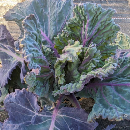 Purple Brassica Collard-Kale Microgreens Seeds
