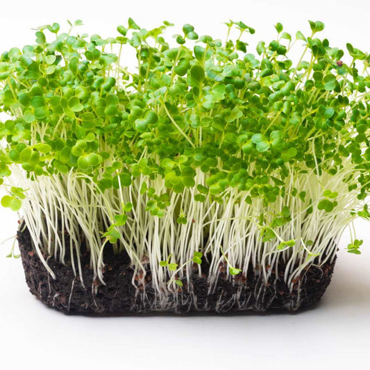 Pak Choy Green Microgreens Seeds