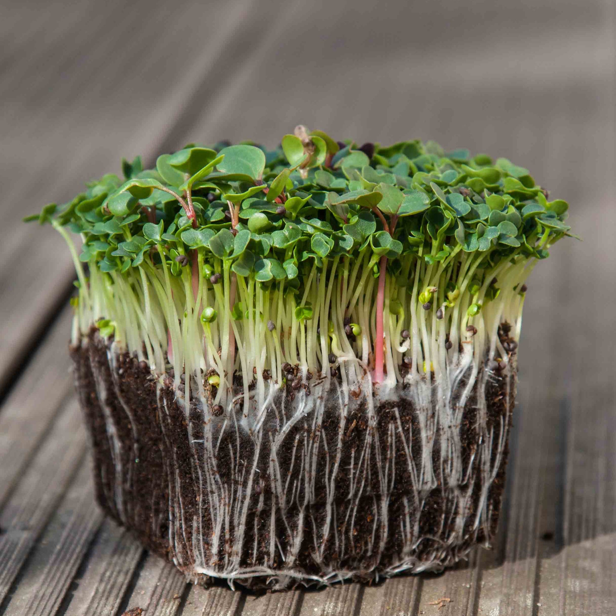 Pak Choy White Microgreens Seeds