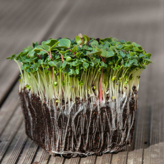 Pak Choy White Microgreens Seeds