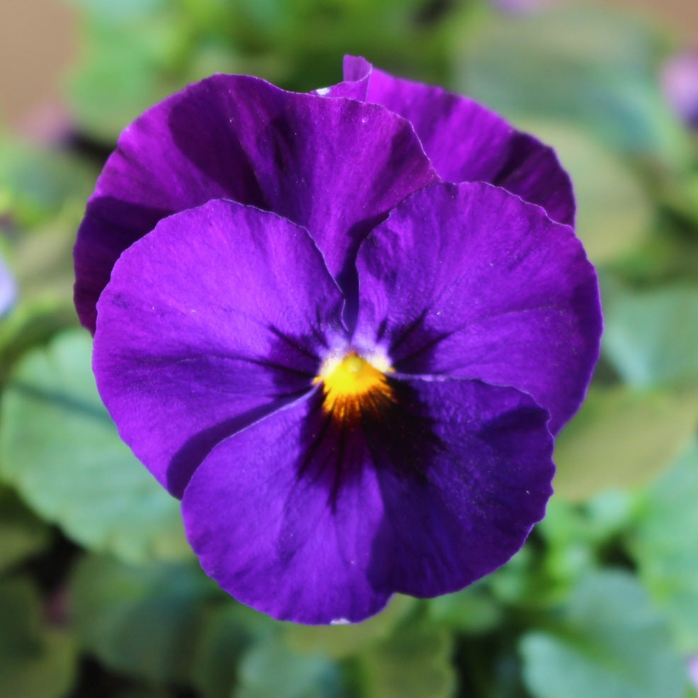 Pansy Blue Blotch Winter Flower Seeds