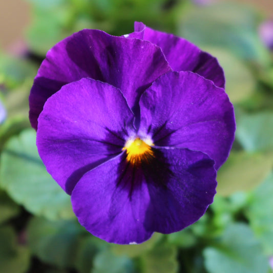 Pansy Blue Blotch Winter Flower Seeds