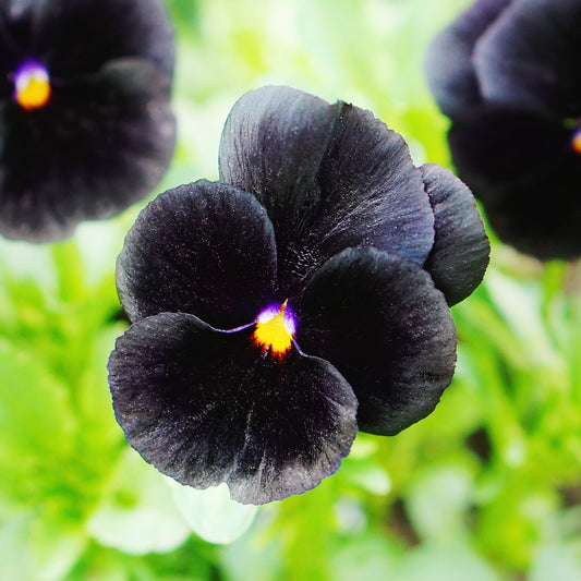 Pansy 'Black Panther' Winter Flower Seeds