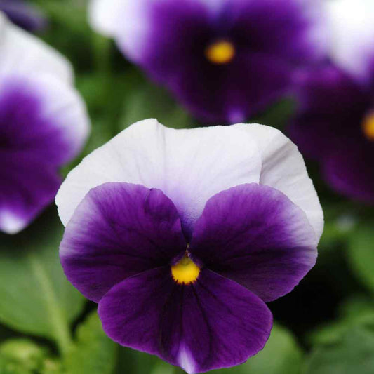 Pansy Beaconsfield Winter Flower Seeds