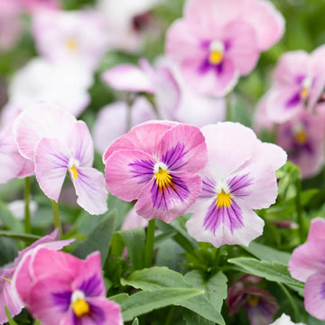 Pansy 'Sherret Pink' Winter Flower Seeds
