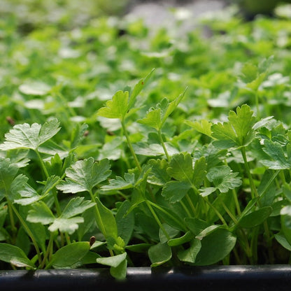 Parsley & Misticanza (Mixed Combo) Microgreens Seeds