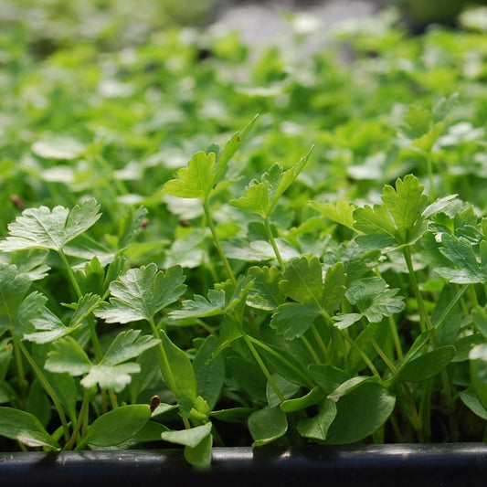 Parsley & Misticanza (Mixed Combo) Microgreens Seeds