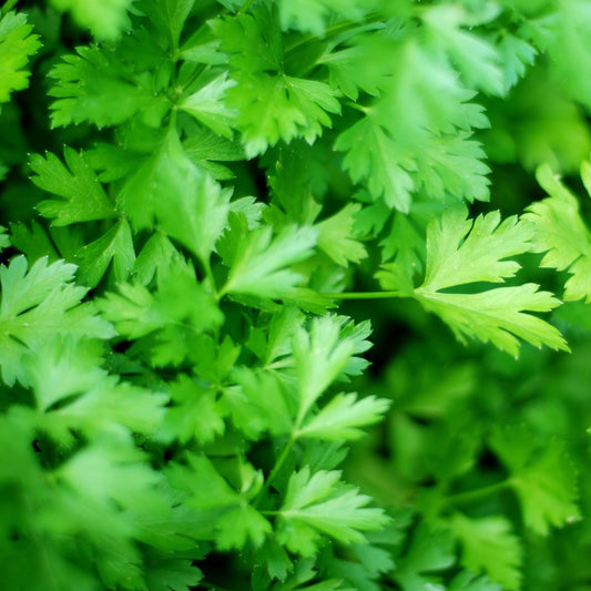 Flat Leaf Parsley Microgreens Seeds