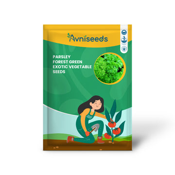 Parsley Forest Green Exotic Vegetable Seeds