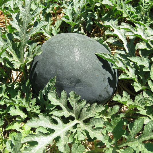 Watermelon F1 Arya 114 Black Round Vegetable Seeds