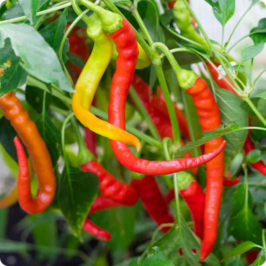 Hot Red Pepper Vegetable Seeds