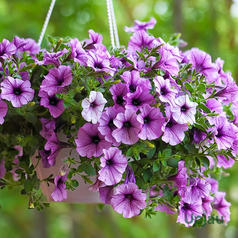 Petunia Grandiflora Violet Flower Seeds