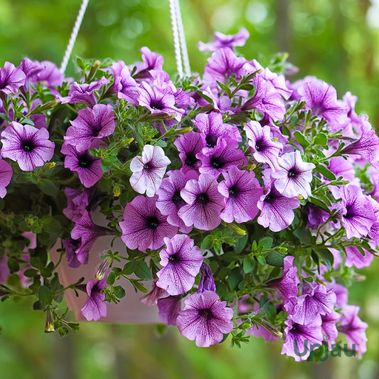 Petunia Grandiflora Violet Flower Seeds