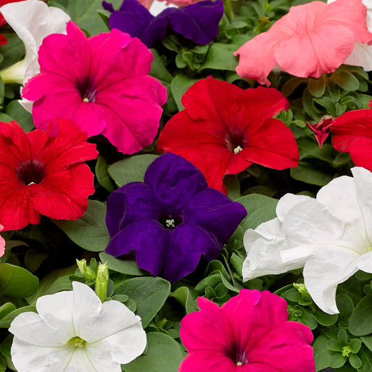 Petunia Grandiflora Mixed Winter Flower Seeds