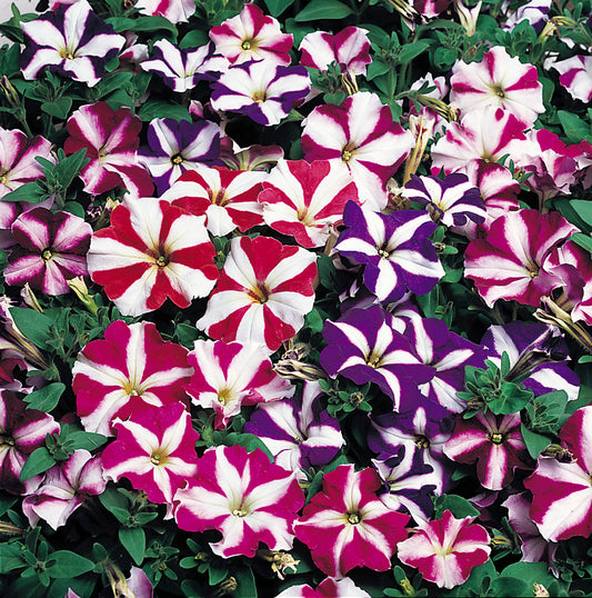 Petunia Star Pattern Flower Seeds