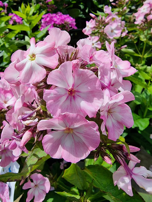 Phlox Beauty Pink Winter Flower Seeds