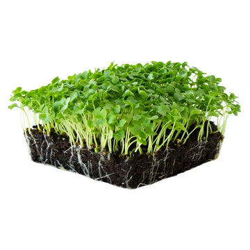 Kale & Misticanza Microgreens Seeds – Premium Mixed Kale Combo for Fresh