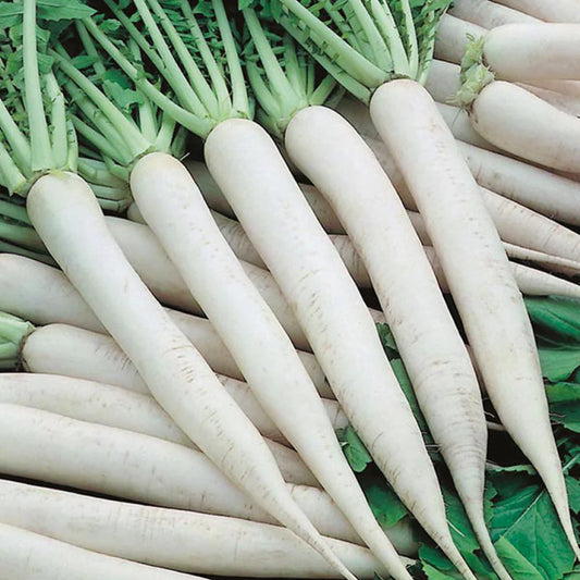 Radish Great Long White Vegetable Seeds