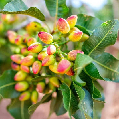 Premium Pistachio Seeds