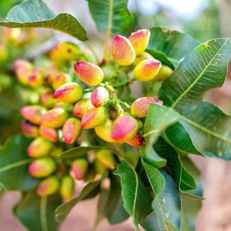 Premium Pistachio Seeds