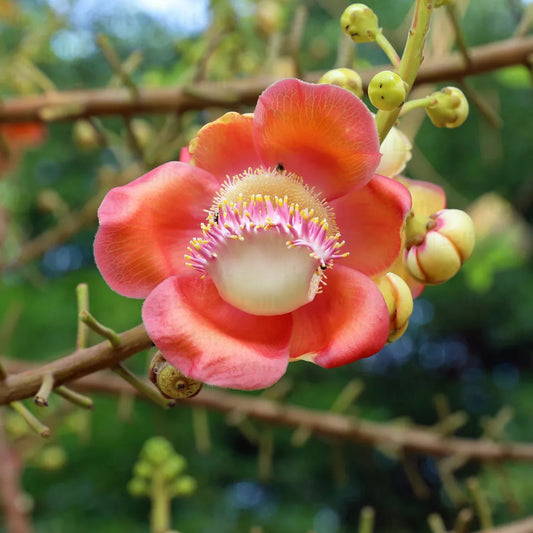 Nagkeshar  Herb Seeds