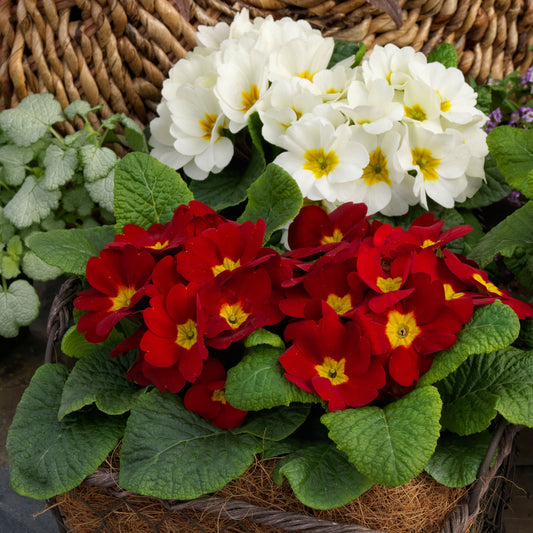 Primula Selection Mixed Winter Flower Seeds