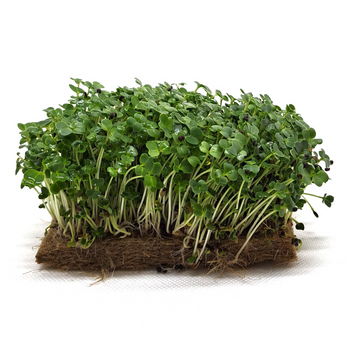 Komatsuna Green & Purple Microgreens Seeds