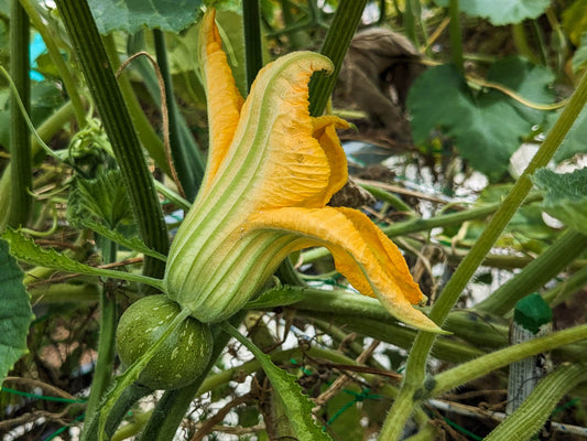 Pumpkin Edible Flower Seeds
