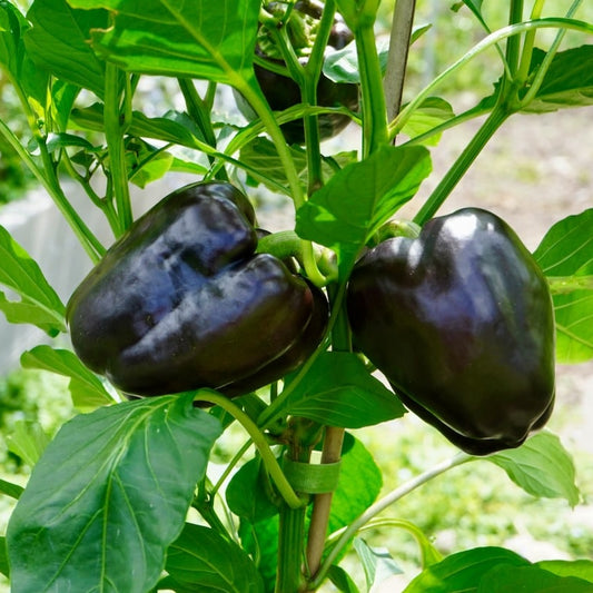 Purple Black Bell Pepper - Fresh, Vibrant & Flavorful Exotic Vegetable Seeds