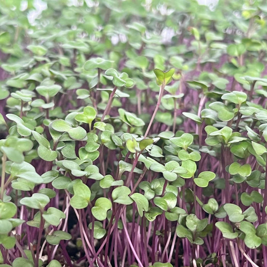 Purple Kohlrabi Microgreens Seeds