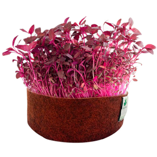 Red Basil Microgreens Seeds