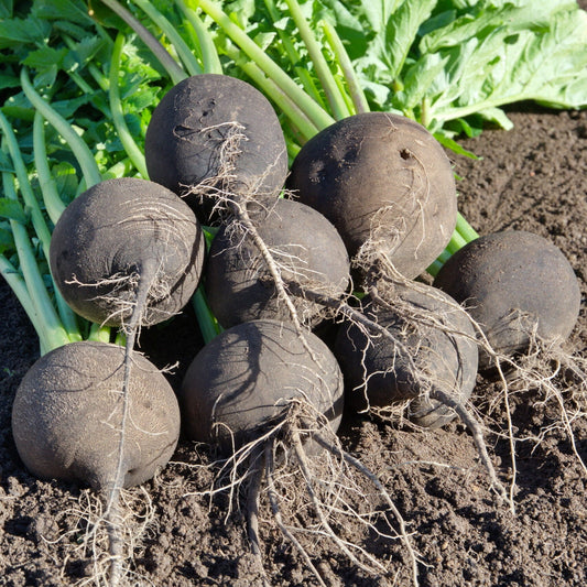 Radish Black Round Microgreens Seeds