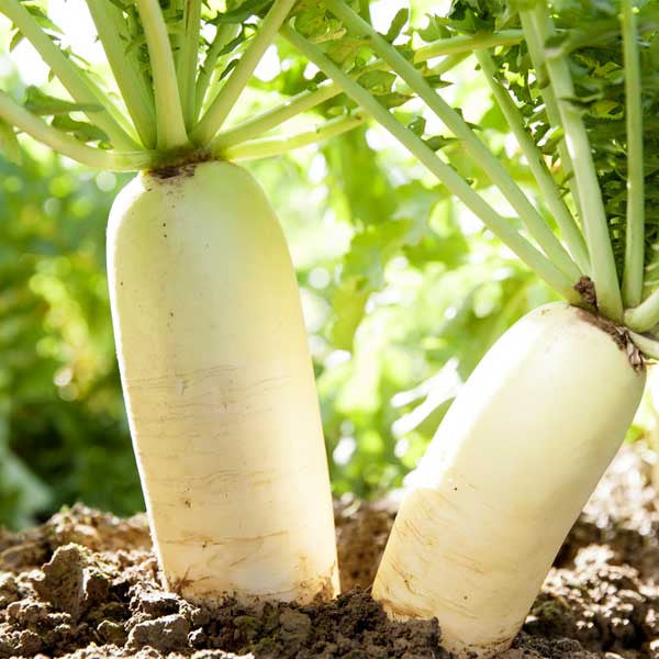Radish Indian Mino Wase Green Microgreens Seeds