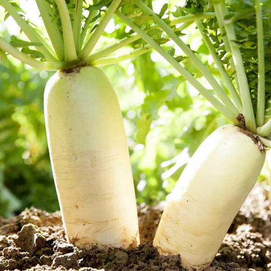 Radish Indian Mino Wase Green Microgreens Seeds