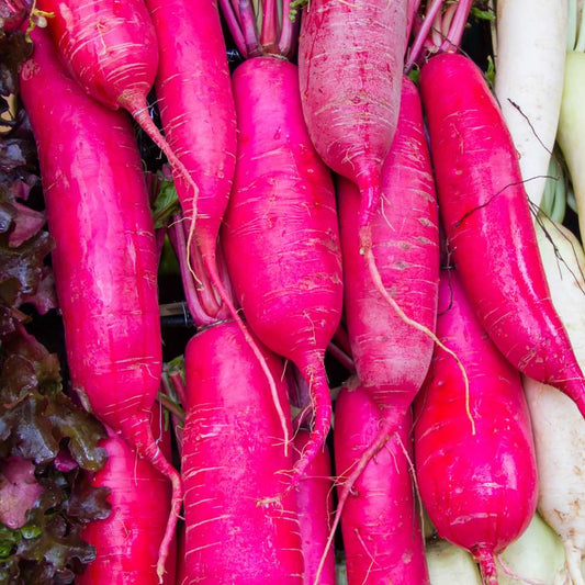 Premium Radish Long Red Vegetable Seeds