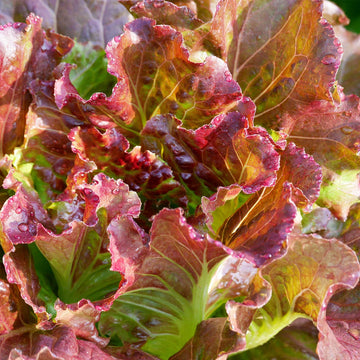 Organic Red Butterhead Lettuce - Fresh & Crisp Exotic Vegetable Seeds