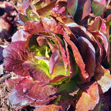 Organic Red Romaine Lettuce – Fresh & Crisp, Farm-to-Table Quality Exotic Vegetable Seeds