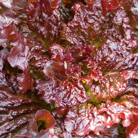 FL Black Dark Rose Lettuce - Iollo Rosso Type Exotic Vegetable Seeds